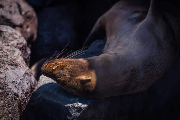 León marino de Galápagos dormido en rocas sombreadas — Foto de Stock