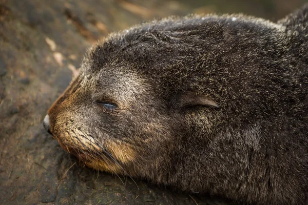Närbild av sova antarktisk pälssäl pup — Stockfoto