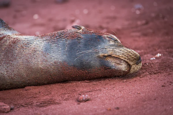 Galapagos sjölejon sover på röd sand — Stockfoto