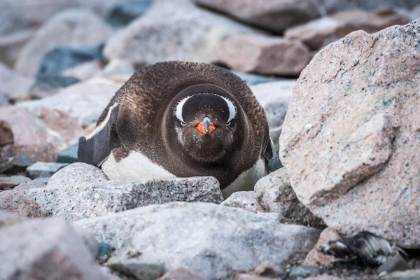 Gentoo penguin on rocks looking at camera — Stock Photo, Image