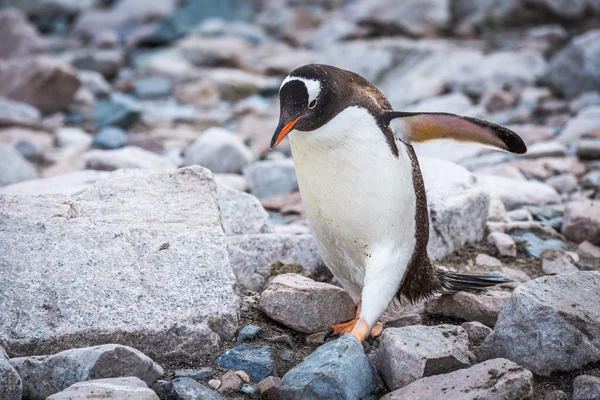 Gentoo pinguim vagueando sobre pedras na praia — Fotografia de Stock