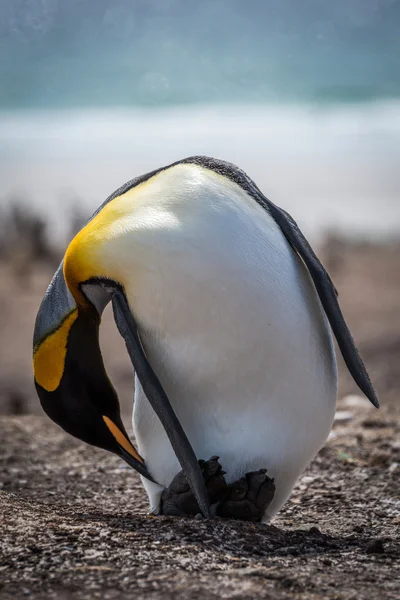 Rey pingüino flexión a preen en la playa —  Fotos de Stock