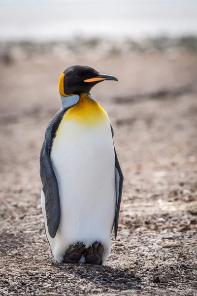 Königspinguin wirft Schatten auf Kiesstrand — Stockfoto