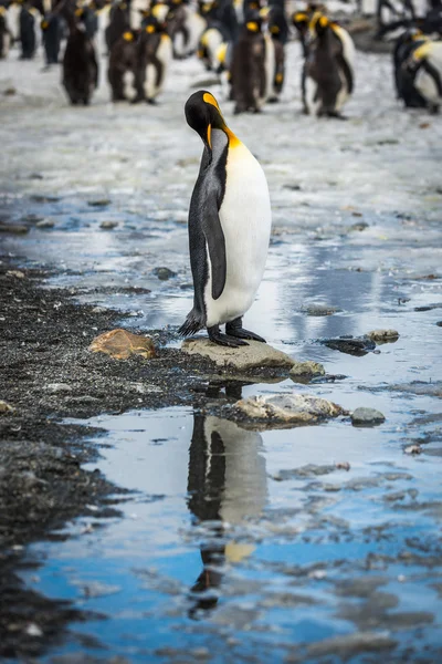 Re pinguino in rookery riflesso in piscina — Foto Stock