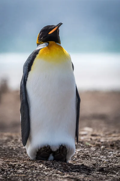 Rey pingüino en la playa con el mar detrás — Foto de Stock