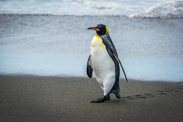 Král tučňák zanechání stopy na mokré pláži — Stock fotografie
