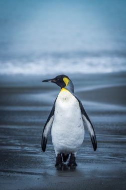 Yalnız penguen boyunca yürüyüş ıslak kum plaj
