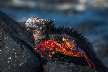 Marine iguana and juvenile Sally Lightfoot crab clipart