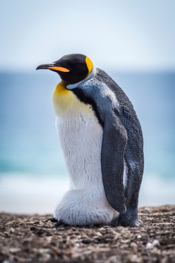 King penguin carrying egg on shingle beach clipart