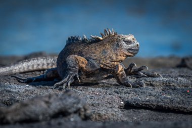 Volkanik kayalar üzerinde kafa dönüm deniz Iguana