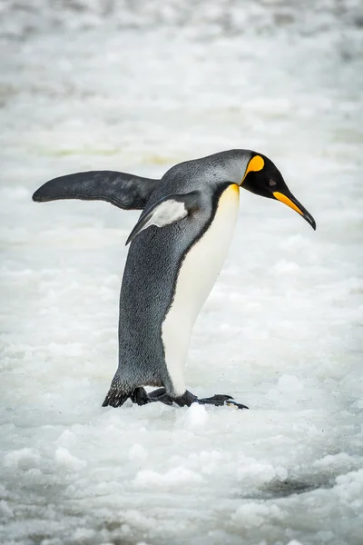 Král tučňák vyrovnávání s ploutvemi na ledě — Stock fotografie