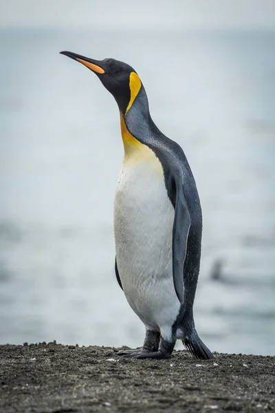 Kral penguen kum plajındaki boyun germe — Stok fotoğraf