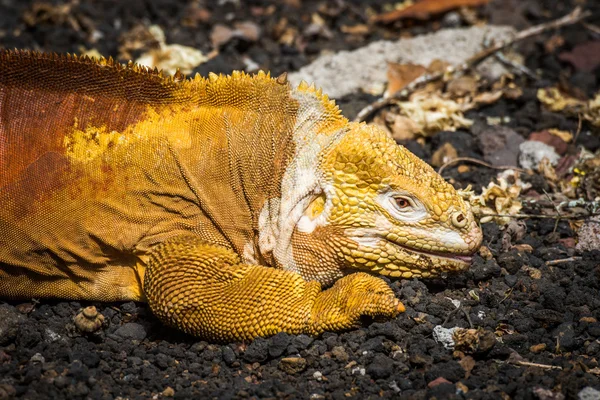 Land iguana lying on black volcanic rocks — Stock Photo, Image