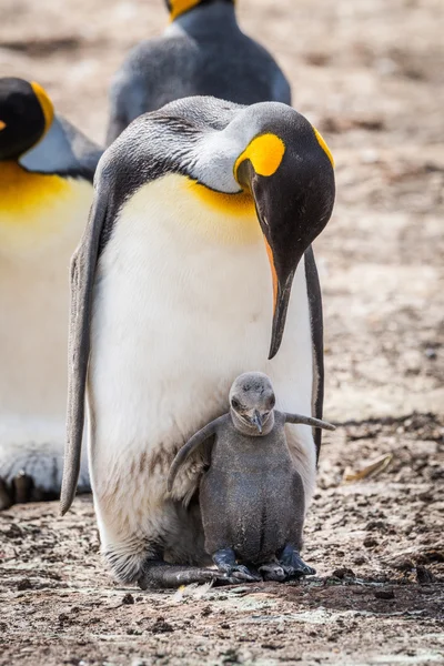 Königspinguin beugt sich zu grauem Küken — Stockfoto