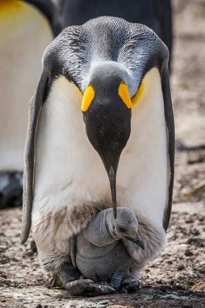 Rey pingüino inclinándose a preen chick — Foto de Stock