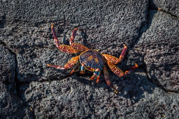 Juvenile Sally Lightfoot crab on volcanic rock — Stock Photo, Image