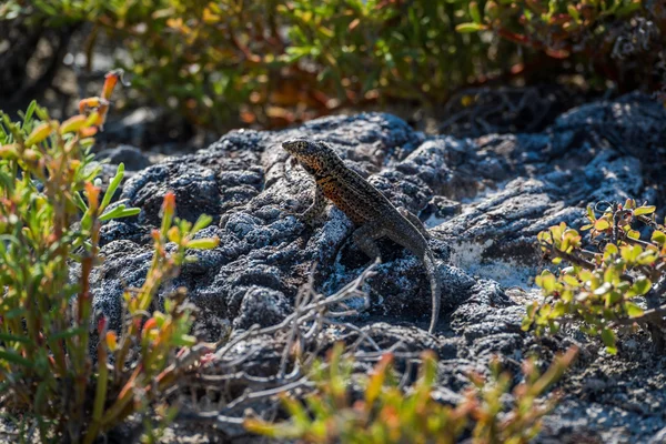 Lava lizard perched on rock in undergrowth — Stock Photo, Image