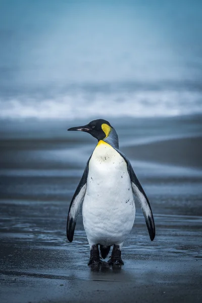 Pinguim solitário andando ao longo da praia de areia molhada — Fotografia de Stock