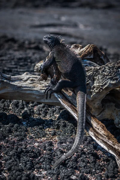 Iguana marinha em log velho na luz do sol — Fotografia de Stock