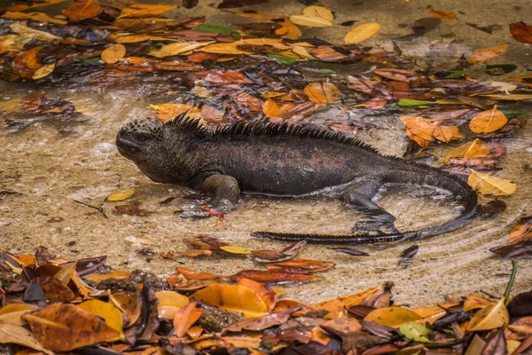 Iguane marin couché dans l'eau avec des feuilles — Photo