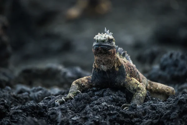 Marine iguana on rocks looking at camera — Stock Photo, Image