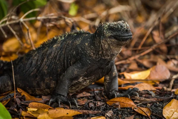 Iguane marin parmi les feuilles mortes sous les buissons — Photo