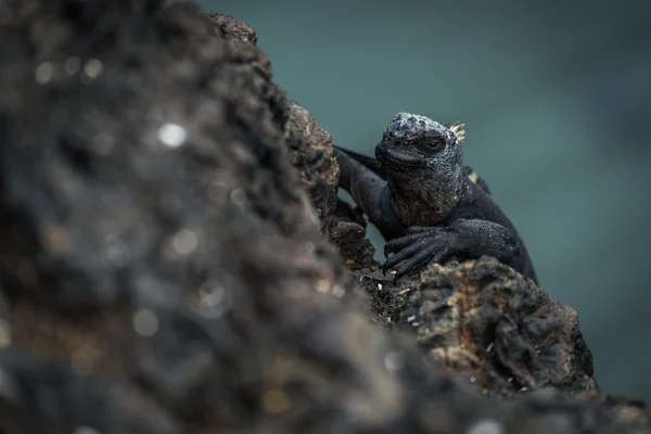 Iguana marinha subindo penhasco vulcânico preto — Fotografia de Stock