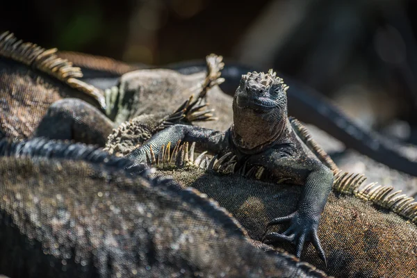 Marine iguana climbing over others in sunlight — Stock Photo, Image