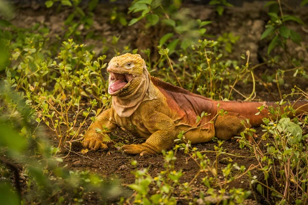 Iguana terra com boca aberta entre arbustos — Fotografia de Stock