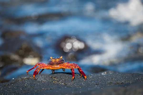 Jonge Sally Lightfoot crab op grijs rots — Stockfoto