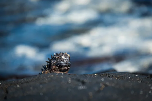 Deniz iguana kafasını kaya yukarıda alay — Stok fotoğraf