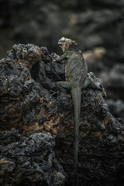 黒い火山岩の上に腰掛けてウミイグアナ — ストック写真