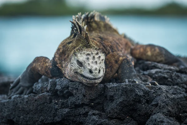Marine iguana on volcanic rocks beside sea — Stock Photo, Image