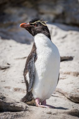 Rockhopper penguin posing on rock in sunshine clipart