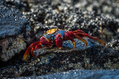 Sally Lightfoot Yengeç ıslak siyah kayalar üzerinde