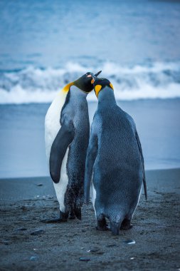 İki plajda gagaları dokunmadan penguenler Kral