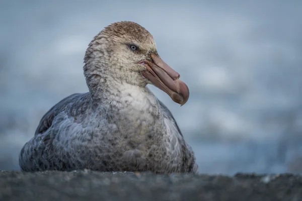 Nördlicher Riesensturmvogel sitzt am Sandstrand — Stockfoto