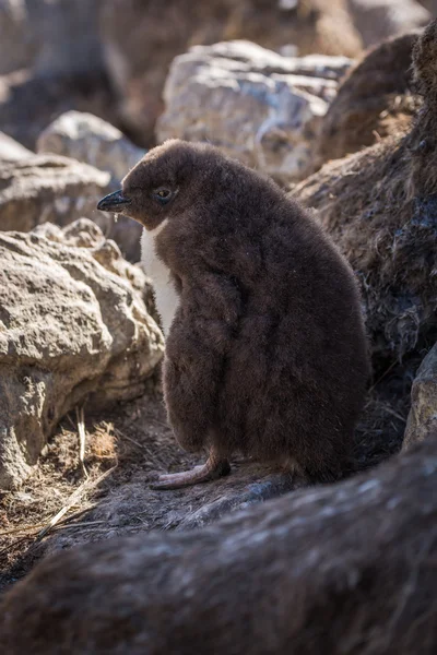 Rockhopper pingvin csaj árnyékban sziklák között — Stock Fotó