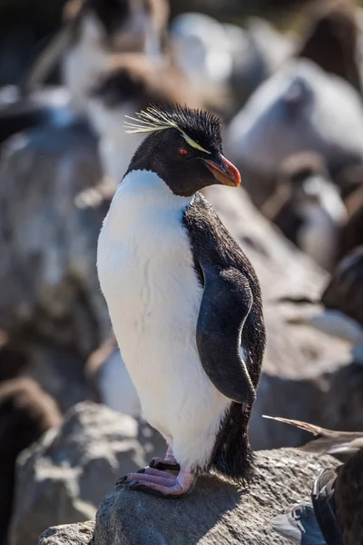 イワトビ ペンギンのコロニーでロックのポーズ — ストック写真