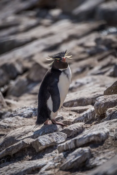 Pinguim Rockhopper olhando para a câmera entre rochas — Fotografia de Stock