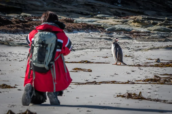 Fotograf fotografování tučňáka na písečné pláži — Stock fotografie