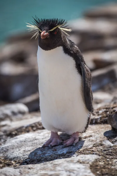 Rockhopper пінгвін стоячи на скелі в sunshine — стокове фото