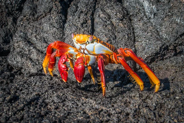 Sally Lightfoot crab on black volcanic rocks — Stock Photo, Image