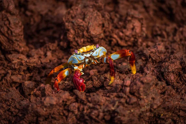 Sally Lightfoot crab perched on brown rock — Stock Photo, Image