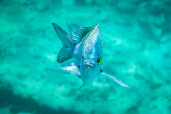 Sargento mayor de peces con un ceño enojado — Foto de Stock