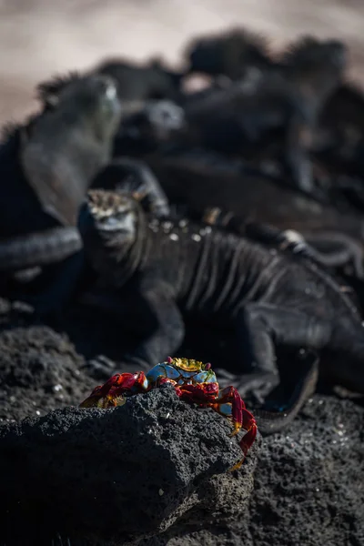 Várias iguanas marinhas atrás de Sally Lightfoot caranguejo — Fotografia de Stock