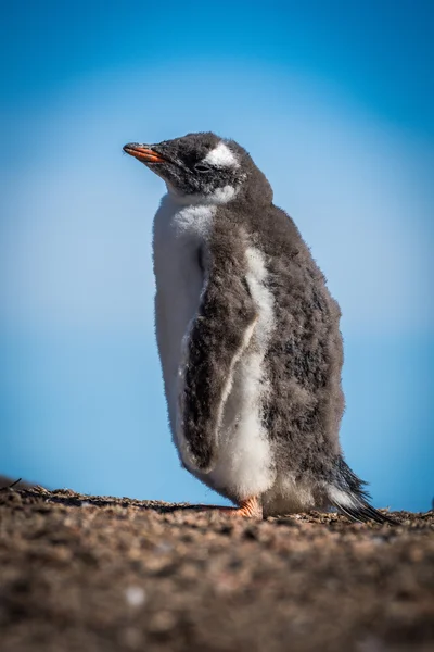 Сонячний дженто пінгвін пташеня на горизонті гальмування — стокове фото