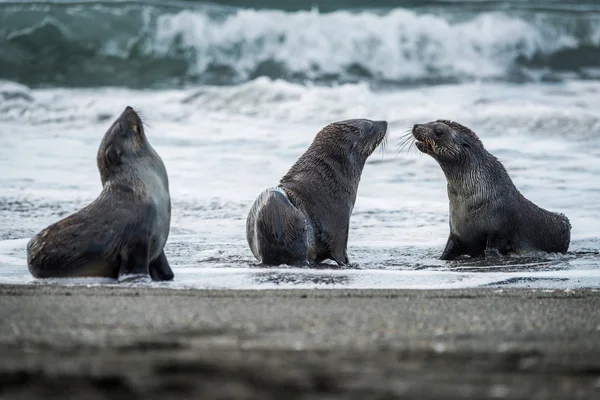 Three Antarctic fur seals with surf behind — Stock Photo, Image