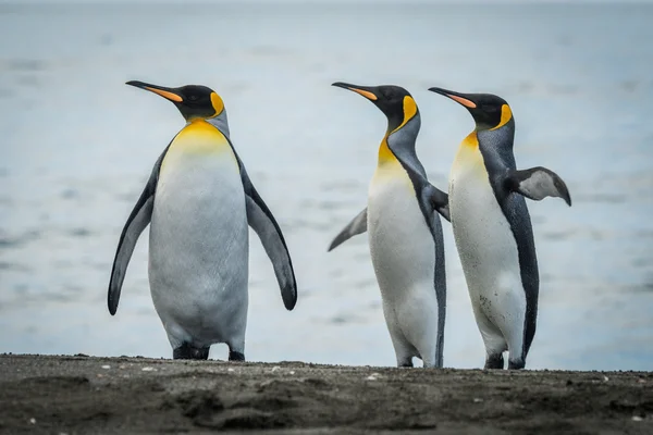 Tres pingüinos rey mirando en la misma dirección — Foto de Stock