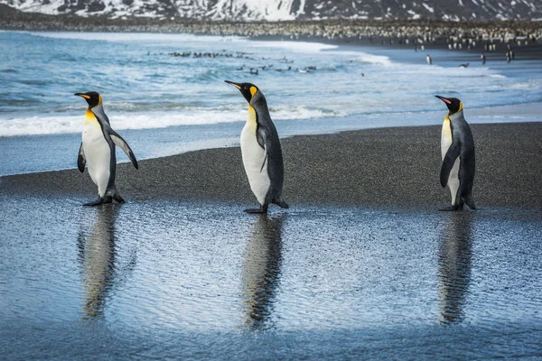 Three king penguins with reflections on beach — Stock Photo, Image